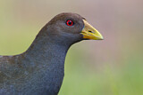 Image. Tasmanian Nativehen