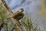 Image. Tasmanian Scrubwren