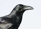 Image. Tasmankrähe