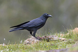 Image. Tasmankrähe