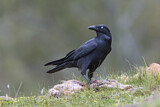Image. Tasmankrähe