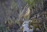 Image. Tawny Antpitta