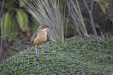 Image. Tawny Antpitta