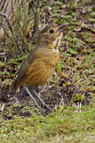 Image. Tawny Antpitta