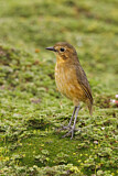 Image. Tawny Antpitta