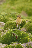 Image. Tawny Antpitta