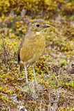 Image. Tawny Antpitta