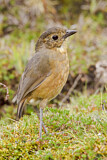 Image. Tawny Antpitta