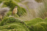 Image. Tawny Antpitta