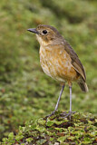 Image. Tawny Antpitta