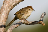Image. Tawny Grassbird