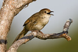 Image. Tawny Grassbird