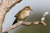 Image. Tawny Grassbird