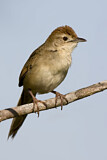 Image. Tawny Grassbird