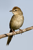 Image. Tawny Grassbird