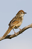 Image. Tawny Grassbird