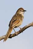 Image. Tawny Grassbird