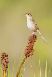 Image. Tawny Grassbird
