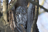 Image. Tawny Owl