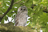 Image. Tawny Owl