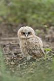 Image. Tawny Owl