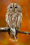 Image. Tawny Owl