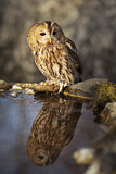 Image. Tawny Owl