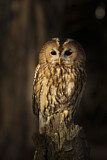 Image. Tawny Owl