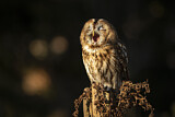 Image. Tawny Owl