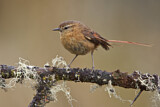 Image. Tawny Tit-Spinetail
