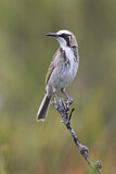 Image. Tawny-crowned Honeyeater