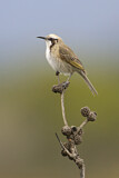 Image. Tawny-crowned Honeyeater