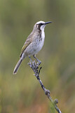 Image. Tawny-crowned Honeyeater