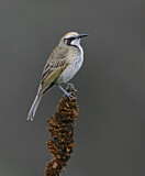 Image. Tawny-crowned Honeyeater