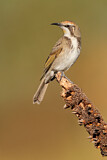 Image. Tawny-crowned Honeyeater