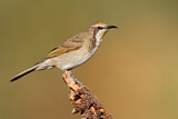 Image. Tawny-crowned Honeyeater