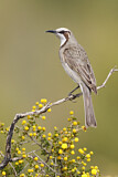 Image. Tawny-crowned Honeyeater