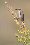 Image. Tawny-crowned Honeyeater