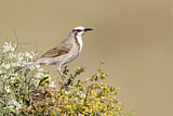 Image. Tawny-crowned Honeyeater