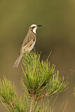Image. Tawny-crowned Honeyeater