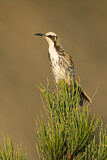 Image. Tawny-crowned Honeyeater