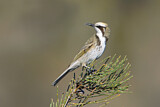 Image. Tawny-crowned Honeyeater