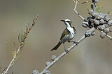 Image. Tawny-crowned Honeyeater