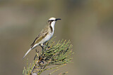 Image. Tawny-crowned Honeyeater