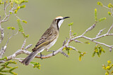 Image. Tawny-crowned Honeyeater