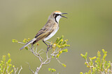 Image. Tawny-crowned Honeyeater
