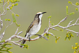 Image. Tawny-crowned Honeyeater