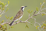 Image. Tawny-crowned Honeyeater