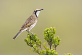 Image. Tawny-crowned Honeyeater