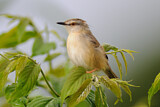 Image. Tawny-flanked Prinia